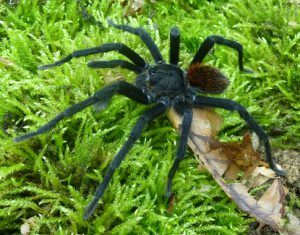 Una-nueva-especie-de-tarantula-bautizada-en-honor-a-Garcia-Marquez_image_380