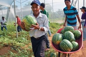 cultivo-de-sandia-sin-semillas-crece-en-el-mundo