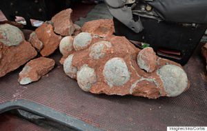 Dinosaur egg fossils found during road works in southern China