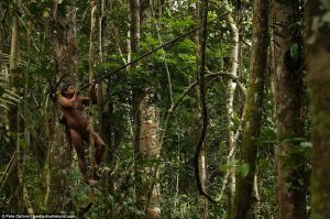3C44FCF700000578-4135698-A_Huaorani_hunter_shins_up_a_tree_and_shoots_a_blowpipe_dart_at_-a-44_1484822954358