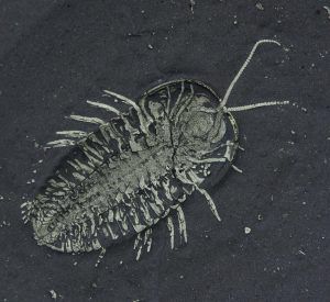 trilobites1_0e6b288a